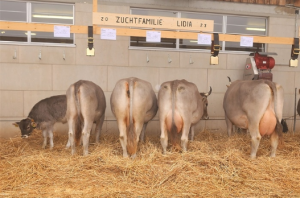 Beat Gwerder Lidia 80